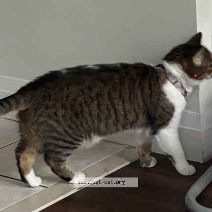 Photo 1/1 Ksyusha Cat lost in Mississauga