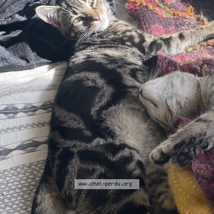 Picture of cat lost at Quebec