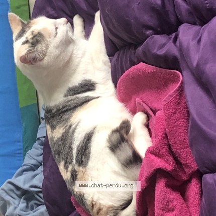 Photo of a cat found in Thaon Les Vosges