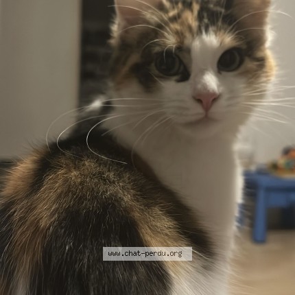 Photo of a cat found in Agen