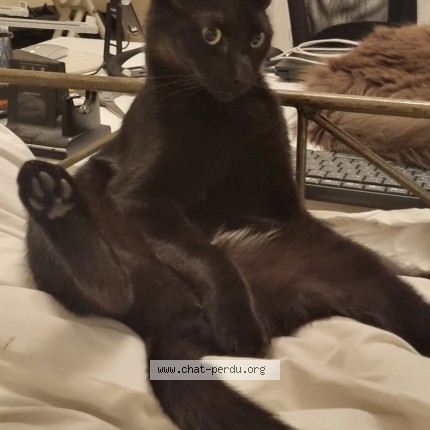 Photo of a cat found in Beauvais
