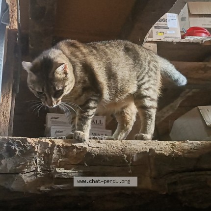 Photo of a cat found in Montenois