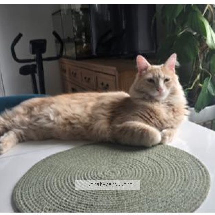 Photo of a cat found in Cranves Sales