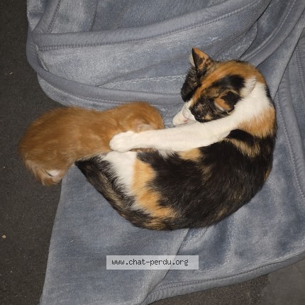Photo of a cat found in Chambery