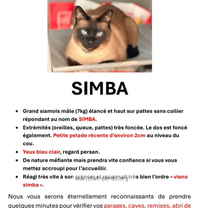 Foto 1/1 Simba Kat vermist in Bruxelles