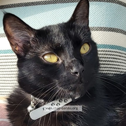 Foto 1/1 Cooper Katze verloren in Geneve