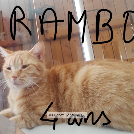Photo of a cat found in Vourles
