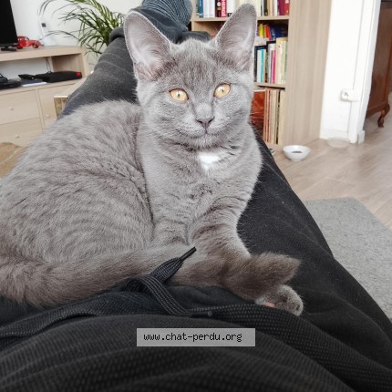 Photo of a cat found in Athies