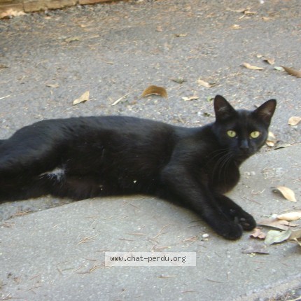 Photo of a cat found in Lavaur