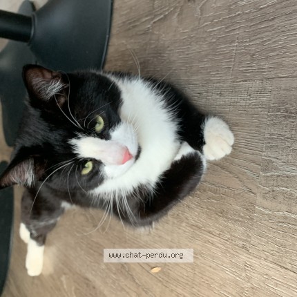 Photo of a cat found in Faycelles