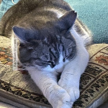 Foto 1/1 Bebe Kat vermist in Villers Le Bouillet