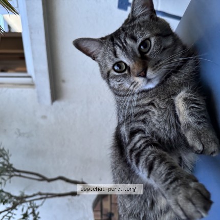 Photo of a cat found in Tours