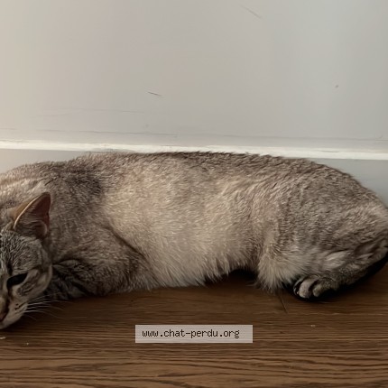 Photo of a cat found in Clamart