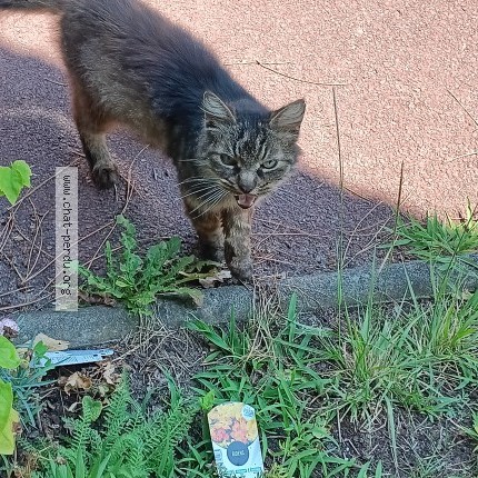 Photo of a cat found in Gujan Mestras