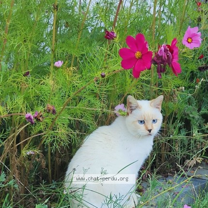 Photo of a cat found in Porspoder