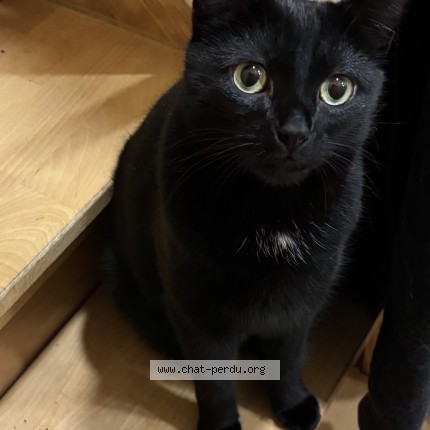 Foto 1/1 Smokey Katze verloren in Petange