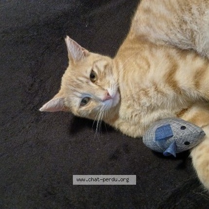 Photo of a cat found in Soulitre