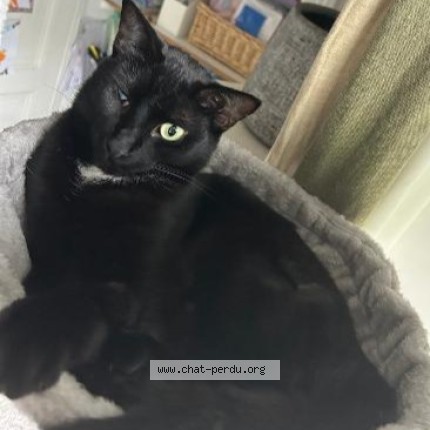 Photo of a cat found in Fr 63130 Royat