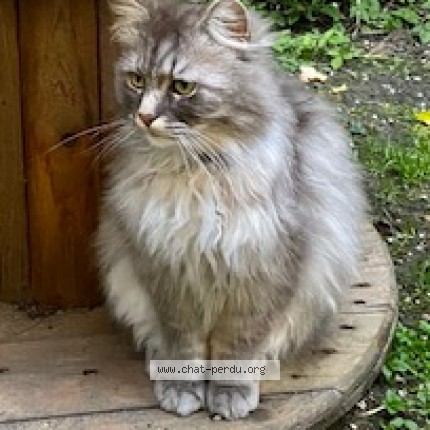 Photo of a cat found in Dunkerque Malo