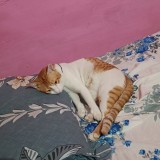 mau