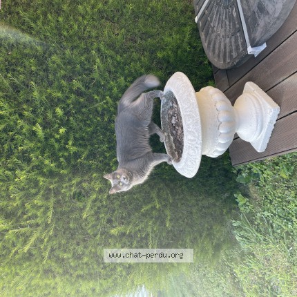 Photo of a cat found in Concarneau