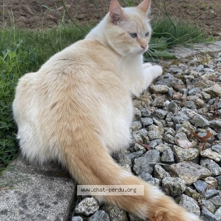 Photo of a cat found in Brest