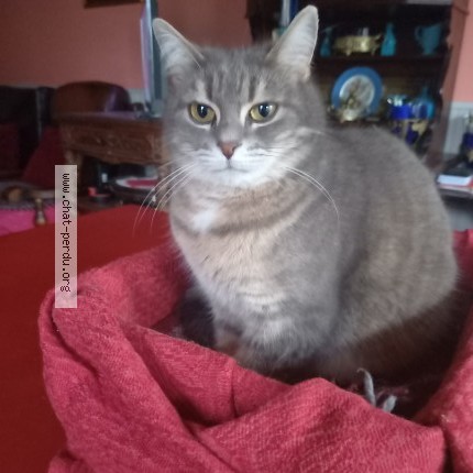 Photo of a cat found in Bourges
