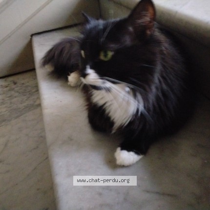 Picture of cat found at Nice