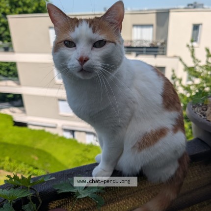 Photo of a cat found in Parmain