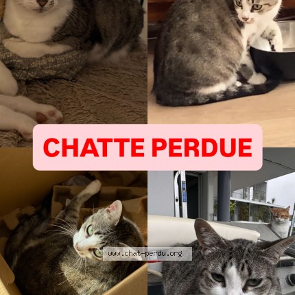 Photo of a cat found in Pau