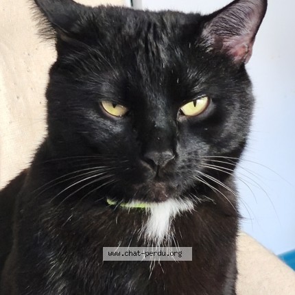 Photo of a cat found in Ecommoy