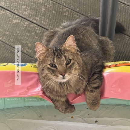 Foto 1/1 ary Kat vermist in Trembleur