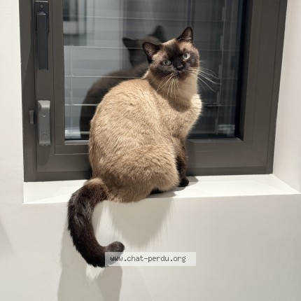 Foto 1/1 vison Katze verloren in Vandoeuvres