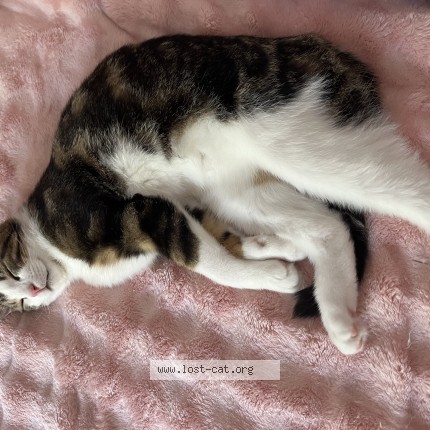 Photo 1/1 cookie Cat lost in Coquitlam