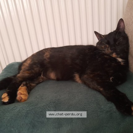 Foto 1/1 Macha Kat vermist in Bruxelles