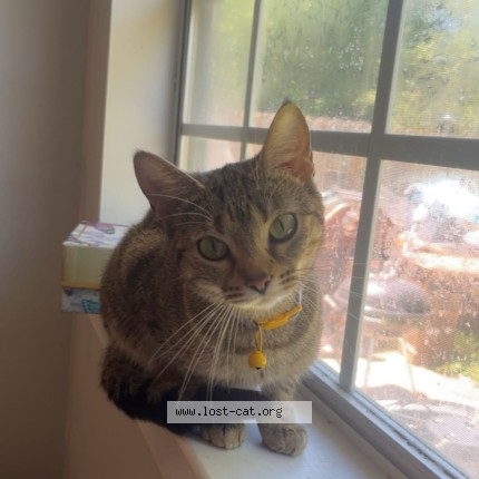 Photo 1/1 Daisy Mae Cat lost in Murfreesboro