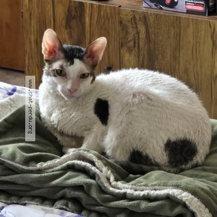 Picture of cat lost at Quebec City
