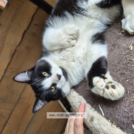 Picture of cat lost at Sainte Sophie