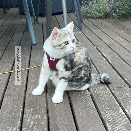 Foto 1/1 Opaline Kat vermist in Dour