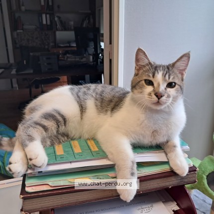Photo of a cat found in Sevres Anxaumont