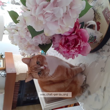 Photo of a cat found in Erdeven