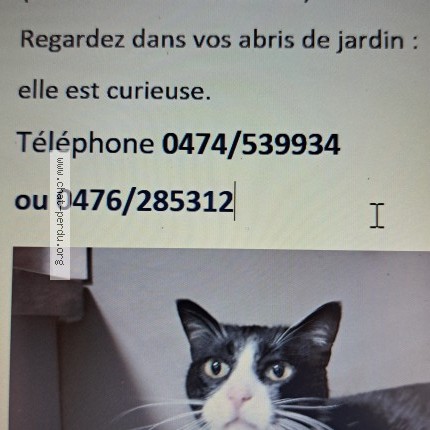 Foto 1/1 Marie Kat vermist in Jauche