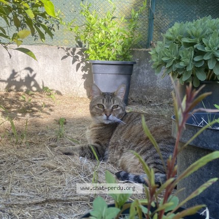 Photo of a cat found in Rodilhan