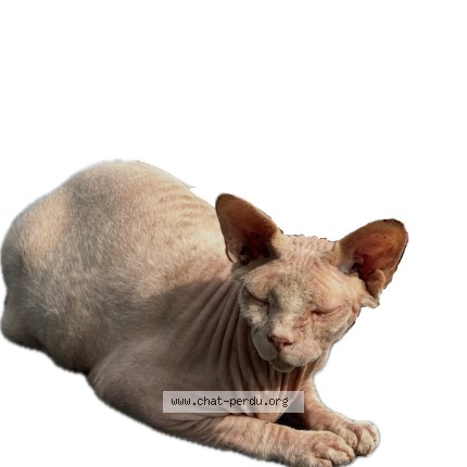 Foto 1/1 Gavroche Kat vermist in Sint Stevens Woluwe