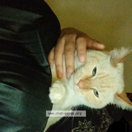 Foto einer verlorenen Katze in Rillieux La Pape