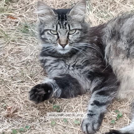 Photo of a cat found in Albi