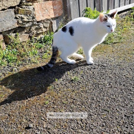 Photo of a cat found in Chatelain