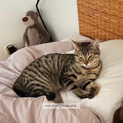 Foto 1/1 Gorgona Kat vermist in Bruxelles
