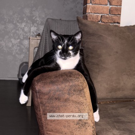 Photo of a cat found in Pessac