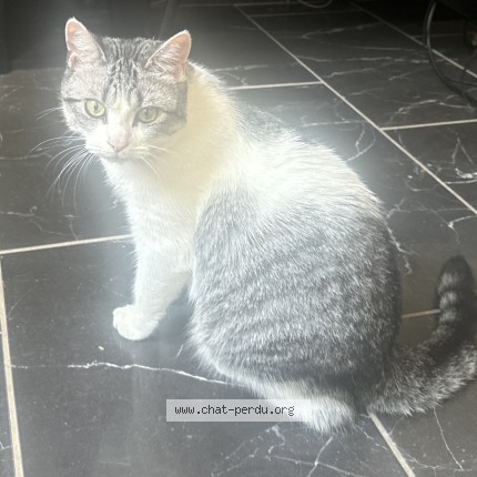 Photo of a cat found in La Ciotat